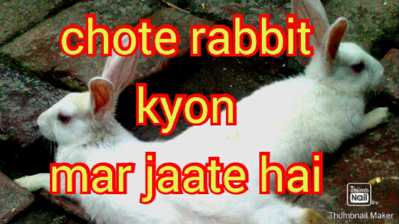 chote baby bunnies kyon mar jaate hai. 4 reason in urdu/hindi