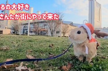 【うさぎ】うさんたが街にやって来た！予告編【かわいい】Cute rabbit #60