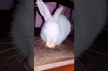 Gloomy and the carrot 🐰🥕😄 #pet #petlovers #bunny #bunnylovers #animallovers #tiktokindia #tiktok