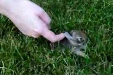 Baby rabbit