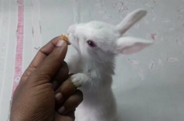 RABBIT EATING ASMR