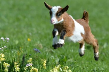 Cute Baby Goats 🐐 Jumping Compilation