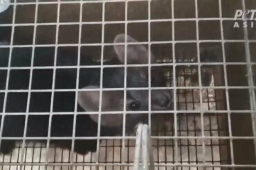 PETA Exposes Russian Fur Farm Horrors: Screaming Chinchillas, Rabbits' Heads Sawed Off, and More