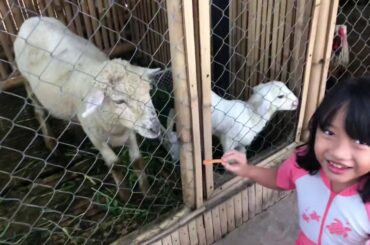 Anak Kambing Lepas Keluar Kandang | Feeds Animal at Zoo | Feeding Baby Goat and Rabbit| Grand Tjokro