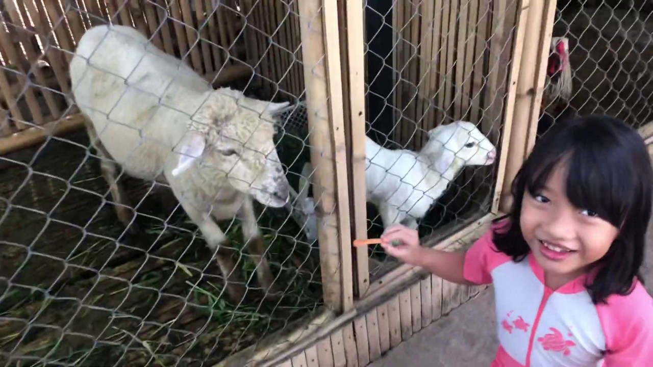 Anak Kambing Lepas Keluar Kandang | Feeds Animal at Zoo | Feeding Baby Goat and Rabbit| Grand Tjokro