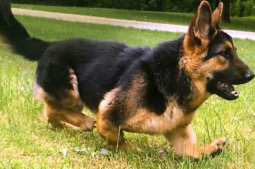 Dwarf Dog MikeyGus Will Melt Your Heart