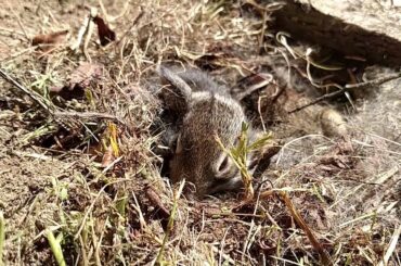 Baby Bunnies Wisconsin UPDATE!