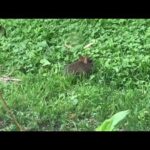 Small rabbit Sighted
