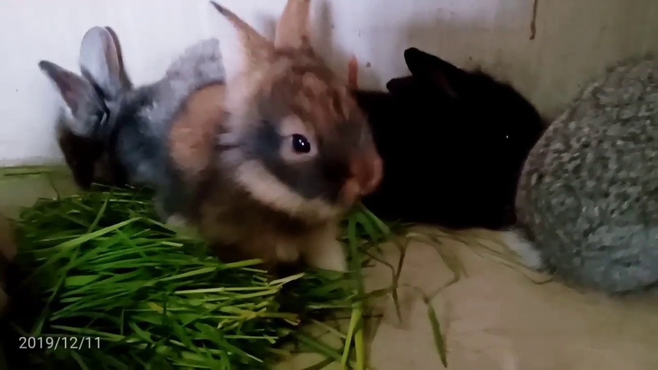 Baby rabbit enjoying there food,,