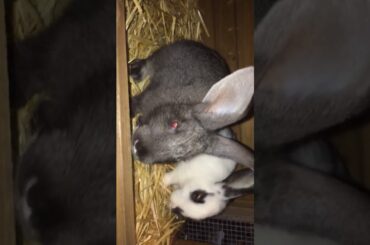 Peanut and arlo my new babies