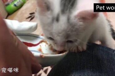 Cutest Animals! Cute baby animals Videos Compilation cute moment of the animals 15