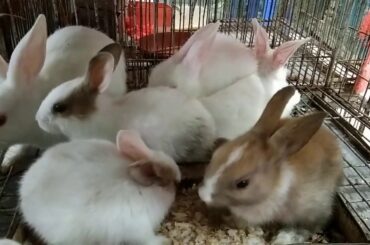 Cute Baby Rabbit scenery ~ Beautiful Bunny Baby Rabbits 🐰🐰
