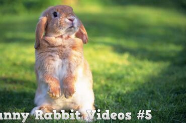 Funny And Cute Bunny Videos Compilation #5