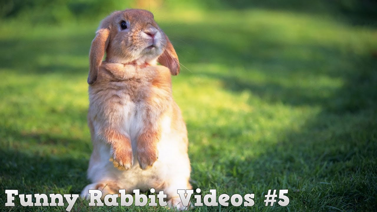 Funny And Cute Bunny Videos Compilation #5