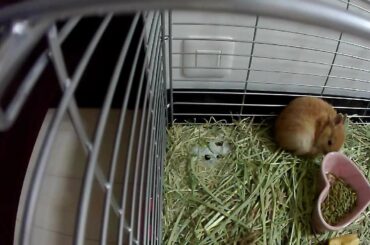 Cute Bunny coming my home!! First Day