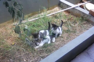 Baby Cats