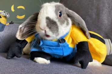 Minion Rabbit Eating Banana SO CUTE! ASMR