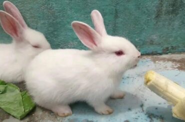 CUTEST Baby Rabbit Compilation Ever (Bunnies Care,Food,Nest,Cage)