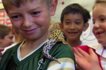 Little Pets- Hamsters, Guinea Pigs, Geckos, Rabbits, Parrots, and Ferrets