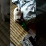 Rabbit funny video