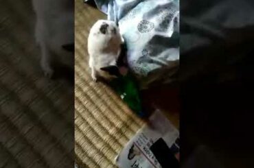 Rabbit funny video