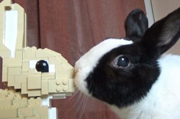Rabbit Reviews Lego Rabbit!