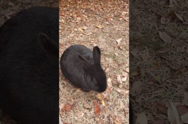 2019.12.10.토끼맘Tokki(Rabbit🐇)Mom's Daily life at Montmart Park in Seoul