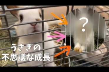 🐰うさぎの赤ちゃんの不思議な成長と変色！？〜A change of color of the rabbit～