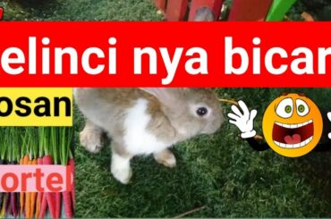 Taman kelinci pasar malam🐰 🐇 kelinci lucu