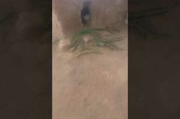 beautiful rabbit baby