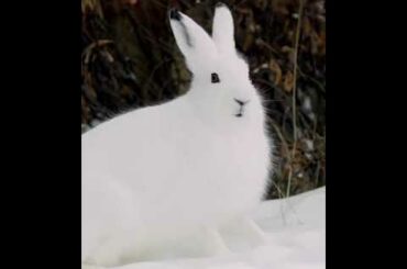 Cute bunny