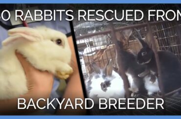 More Than 80 Rabbits Rescued From Backyard Breeder | PETA Animal Rescues