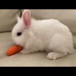 Cute rabbit eating a carrot.