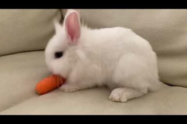 Cute rabbit eating a carrot.