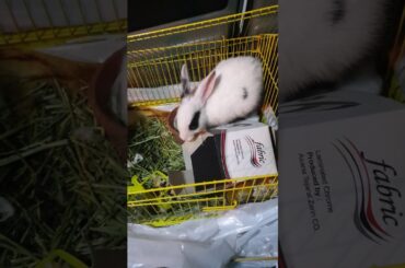 Funny bunny plays with board