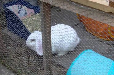 cute rabbit taking a walk.