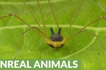 Spider in Ecuador closely resembles bunny rabbit