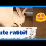 Cute rabbit | sohrab siddiqui | sid vlogs