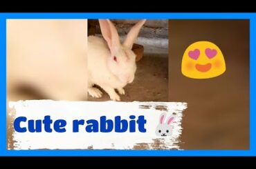 Cute rabbit | sohrab siddiqui | sid vlogs