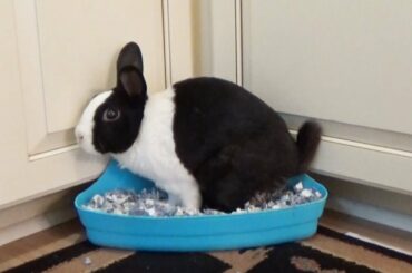 Rabbit Potty Training I Rabbit Litter Training Music Video