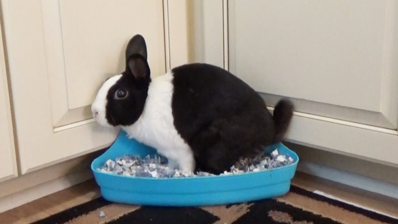 Rabbit Potty Training I Rabbit Litter Training Music Video
