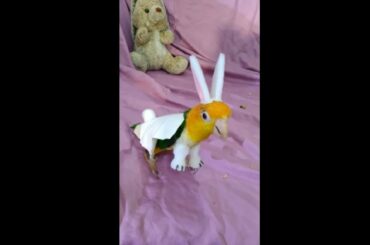 Cute Little Parrot Dressed As A Rabbit For Halloween
