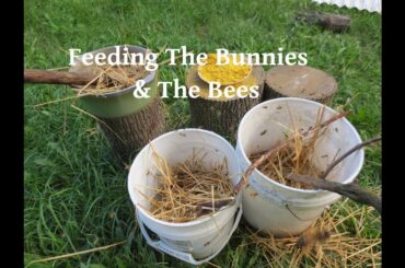 Feeding The Bunnies and Bees
