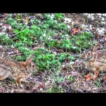 Cottontail Rabbit Fight