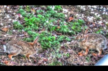 Cottontail Rabbit Fight