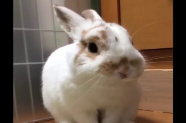 Cute bunny 😍😍😍😍💕💕💕❤️💕💕❤️