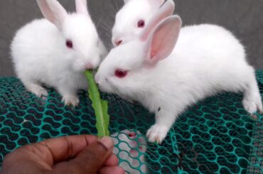 RABBIT ARE SURVIVE FOR LEAF