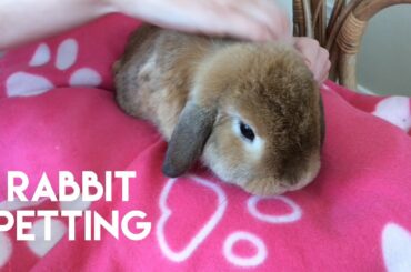 Mini Lop Rabbit Petting