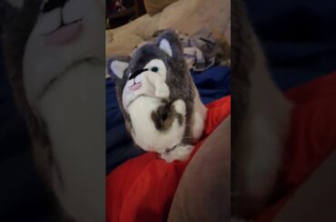 Chuck Bunny... Cute