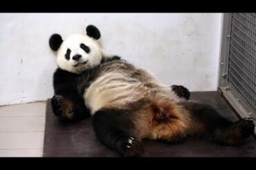 Awesome animals giving birth live | KADAM'S WORLD